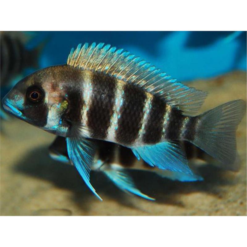 Cyphotilapia frontosa bangwe - imagine 4